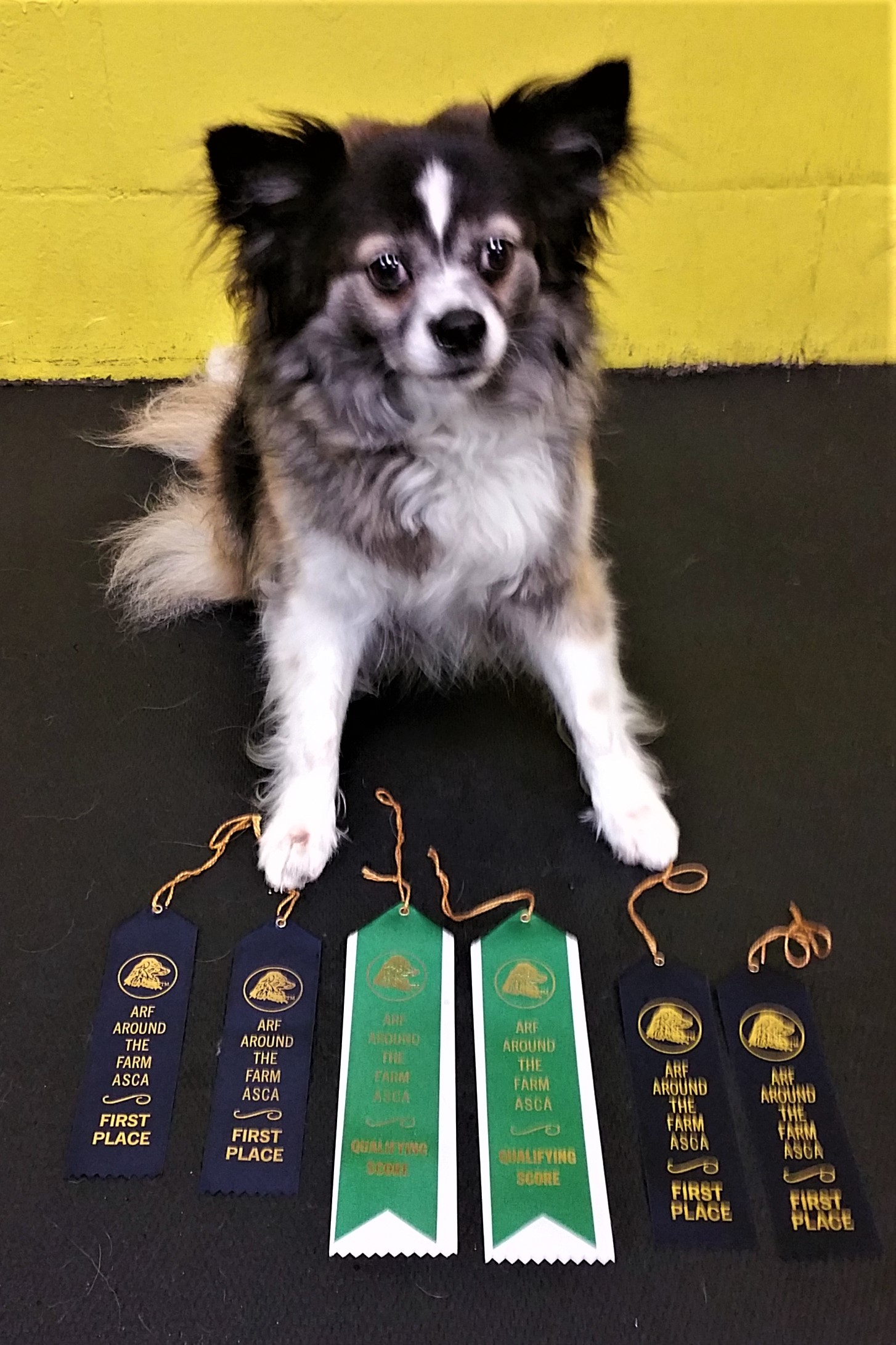 Rue First Agility Q June 2019