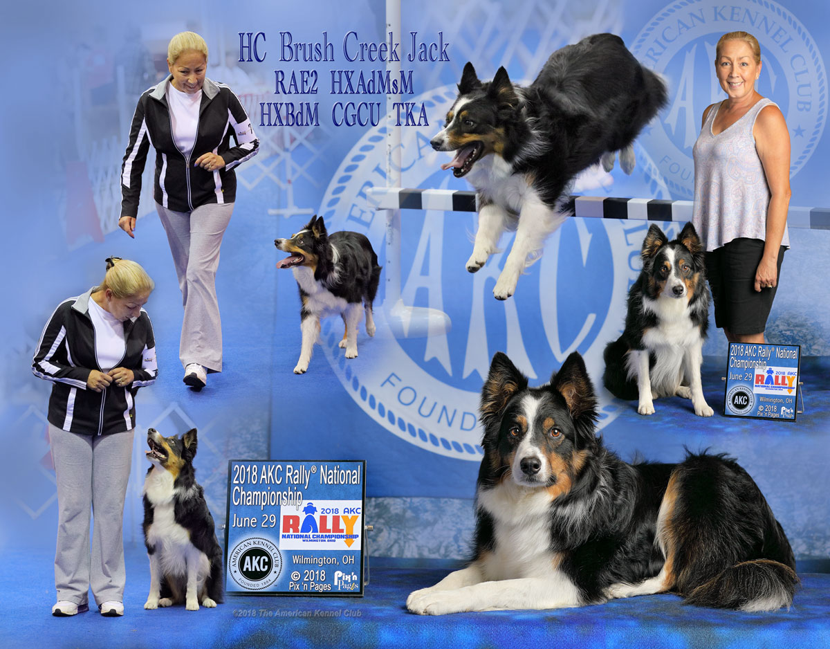 Agility Championship Mixed Breed Dog Show 2019 Agility