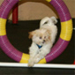 Recent Photos of Agility and Training