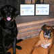 Ocho and Aiko, graduates of basic dog obedience training class